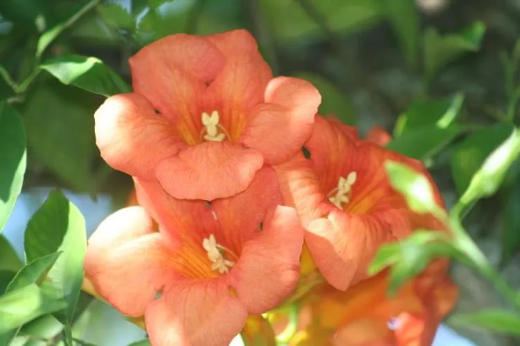 Trumpet Vine