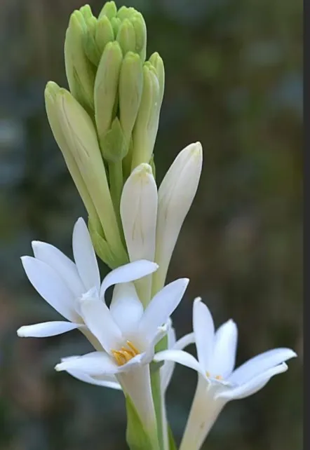 Tuberose Rajinigandha