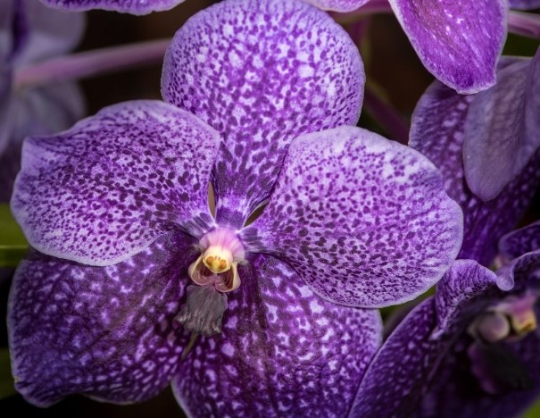 Vanda Orchid