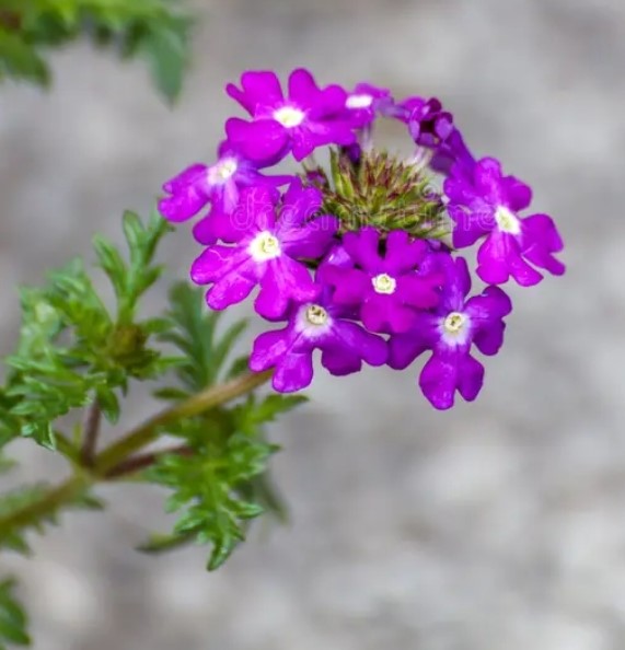 Verbena