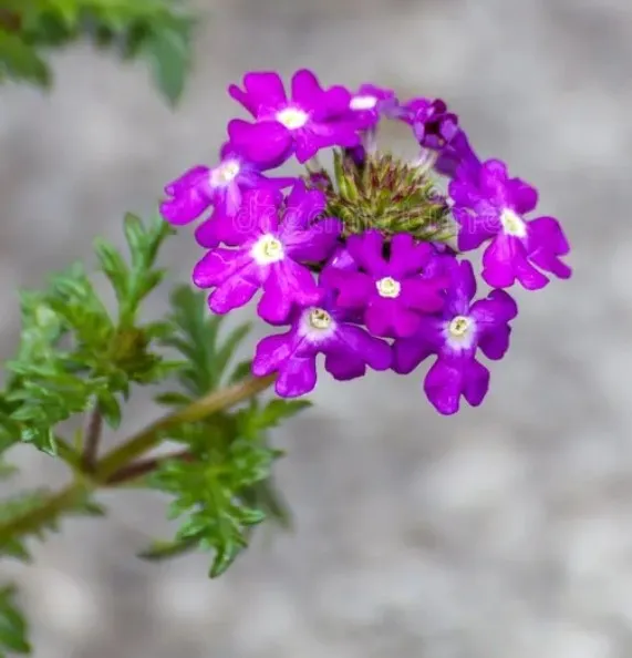 Verbena
