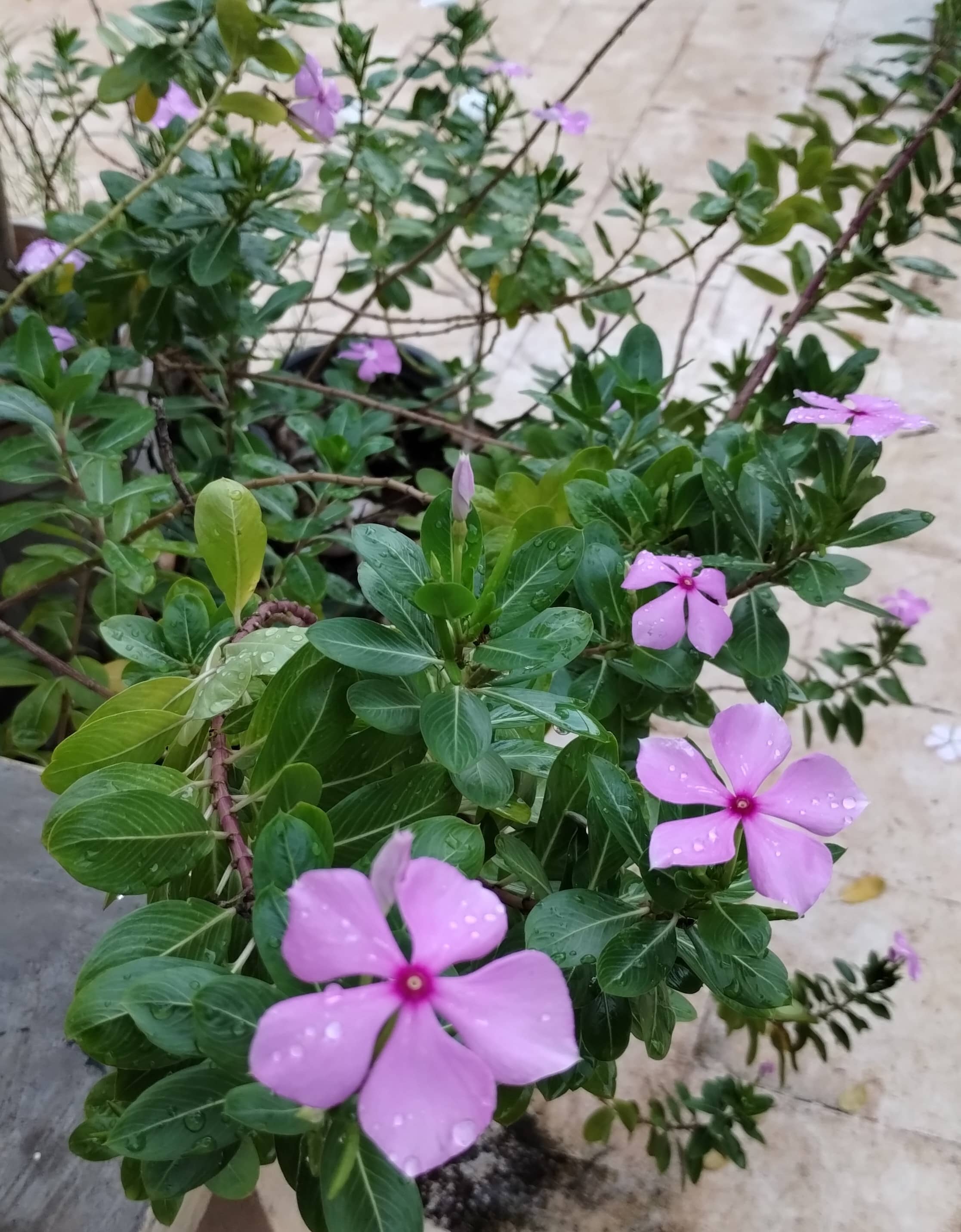 Vinca Rosea