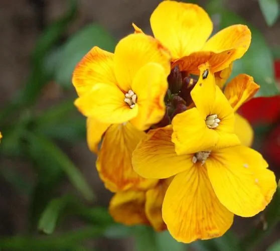 Wallflower