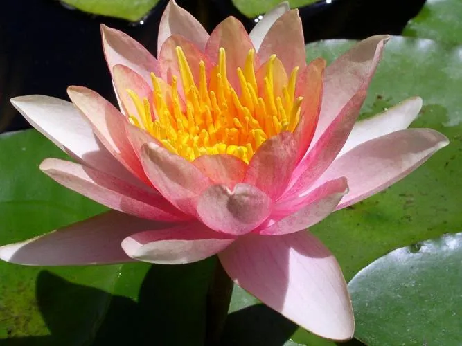 Water Lily