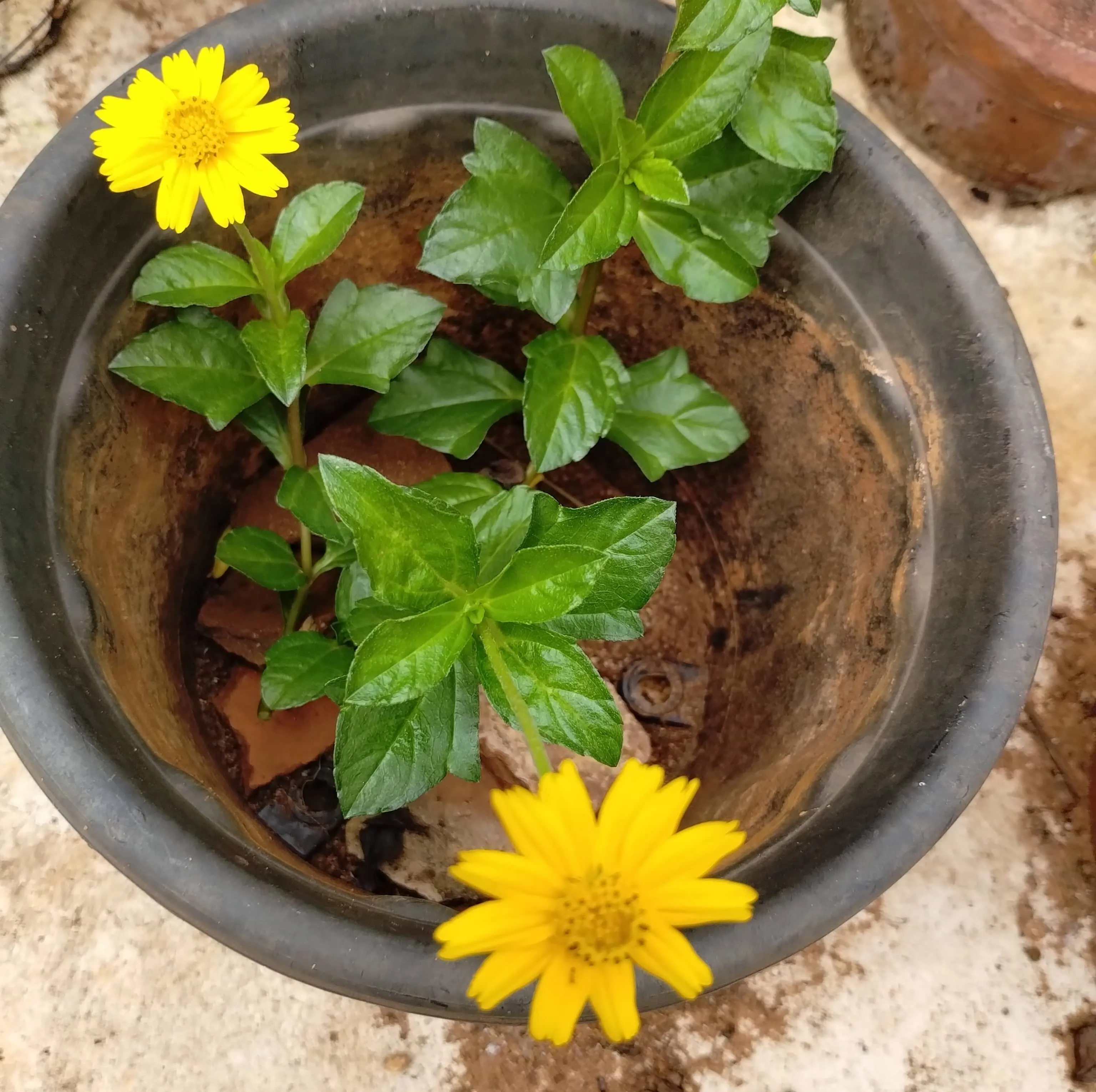 Wedelia Trilobata