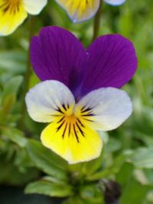 Wild Pansy