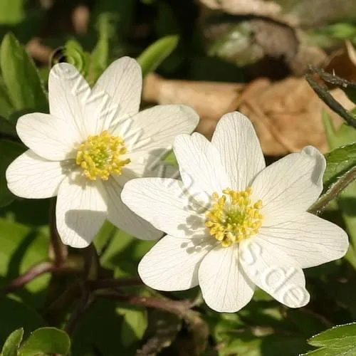 Windflower