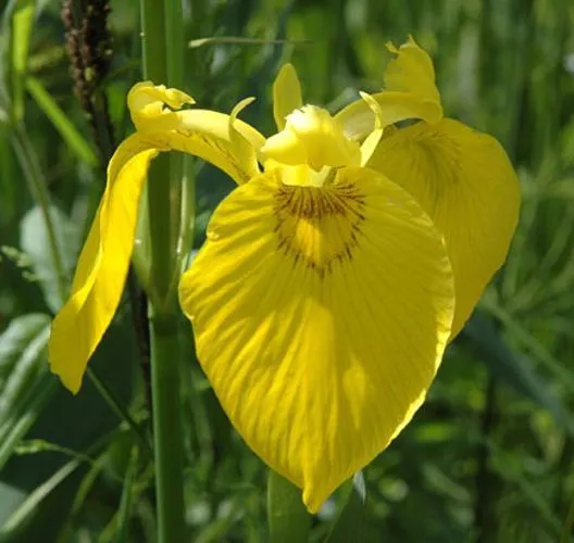 Yellow Iris