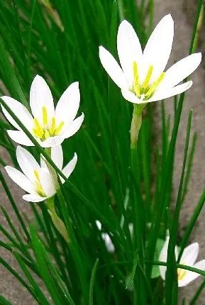 Zephyr Lily