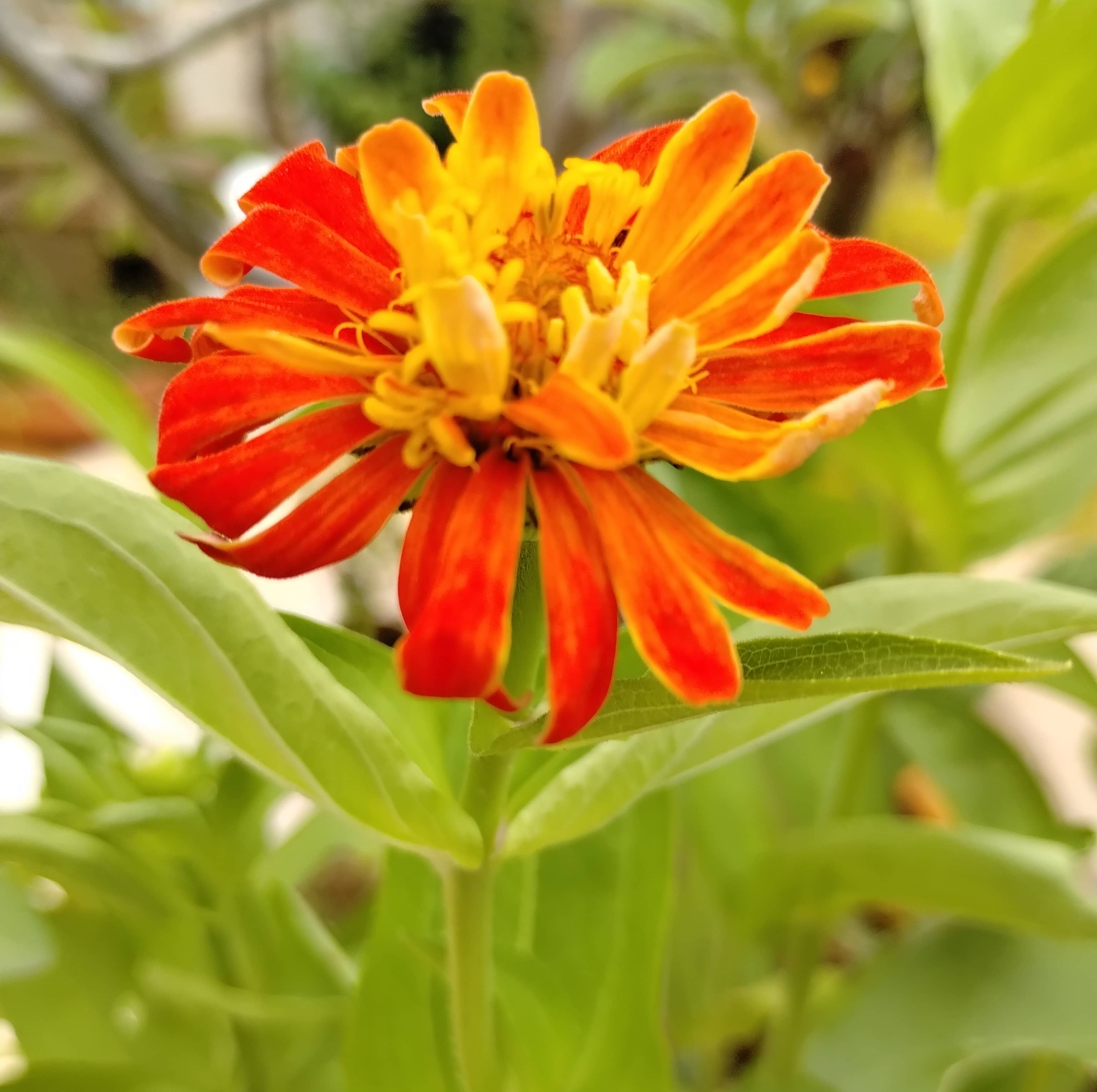 Zinnia
