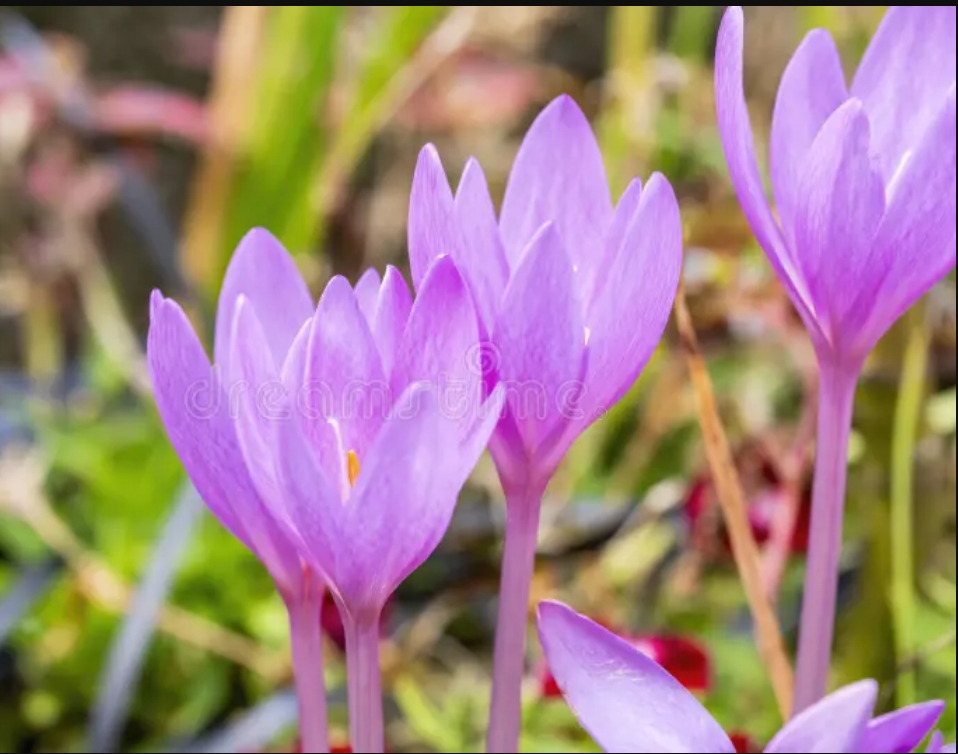 Autumn Crocus