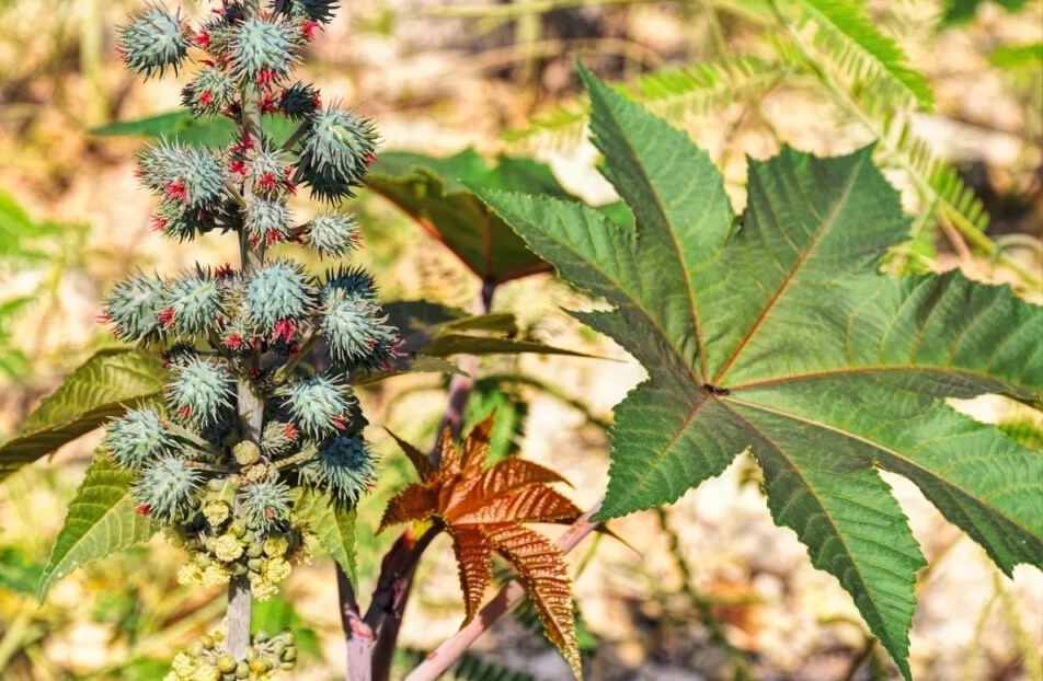 Castor Bean Seeds