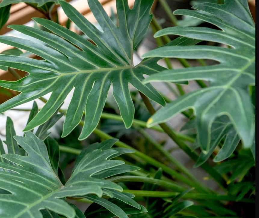 Philodendron Leaves