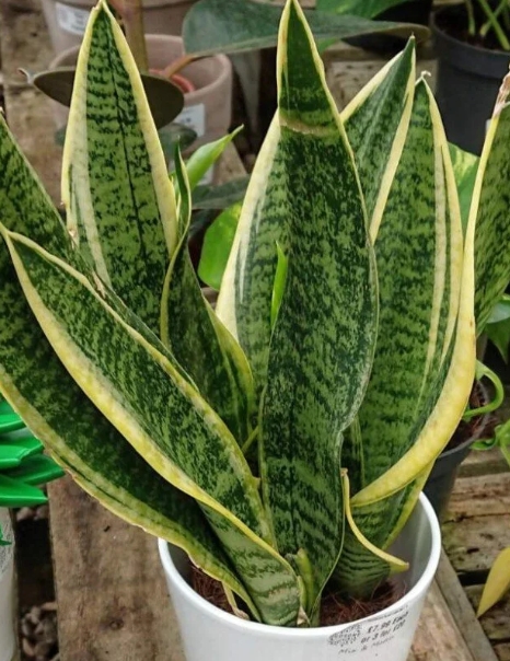Snake Plant